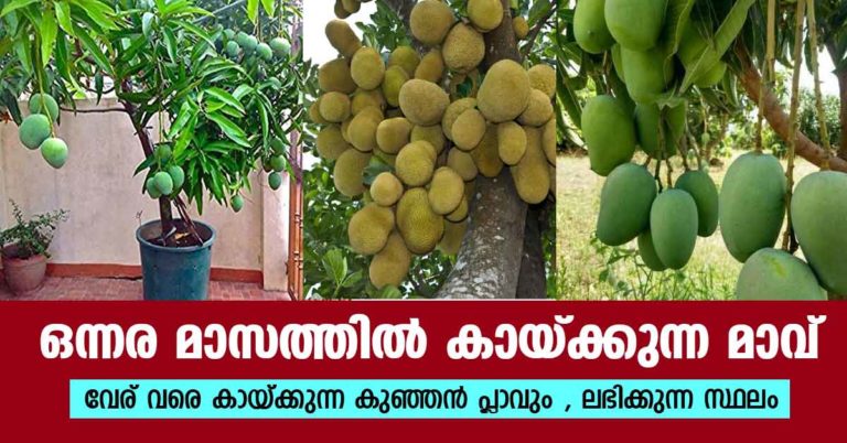 mango tree kerala